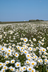 pola rumianku i latarnia na klifie Dover © Mariusz