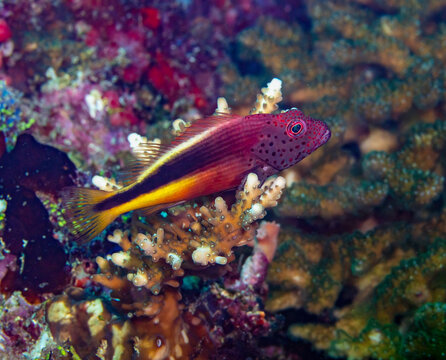 Hawkfish