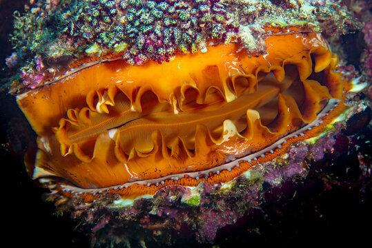Thorny oyster