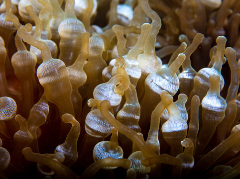 Bubble anemone