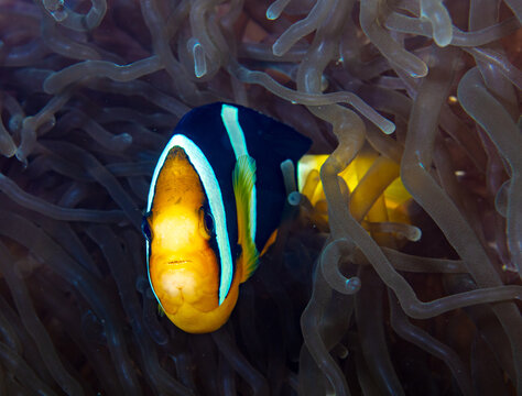 Anemonefish