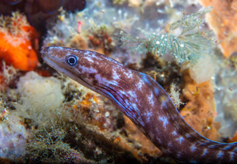 Moray eel