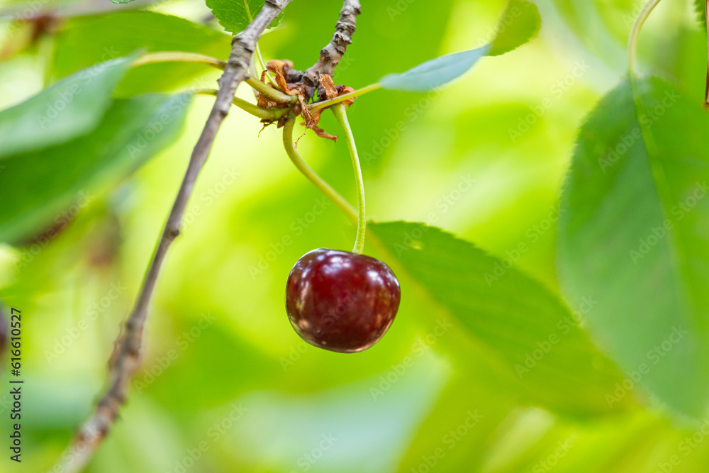 Wall mural cherry berries on a tree in summer