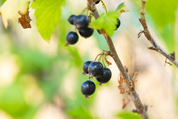 blackcurrant growing in the garden