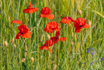 red poppies in the summer meadow