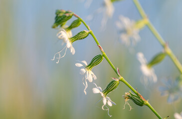 white flowers in the summer meadow