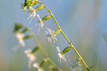 white flowers in the summer meadow