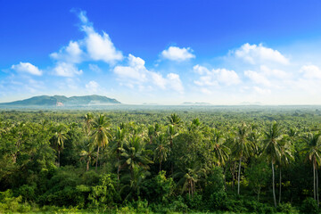 Fototapeta na wymiar A panorama of countless coconut trees, their fronds swaying against the backdrop of a cloudy blue sky