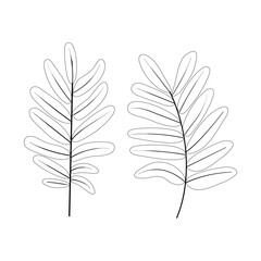 Fototapeta premium Rowan leaf icon drawn in outline isolated on transparent and white background. Closeup hand drawn line sketch element for abstract design decoration. Vector illustration of nature graphic element.