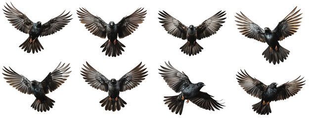 A collection of black birds fluttering in the air on a transparent background, Generative AI