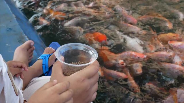 Feeding fish concept. Organic Iridescent shark, Striped catfish or Sutchi catfish fish and swimming find food in pond. Close up hand holding pelleted food to feeding in pond.