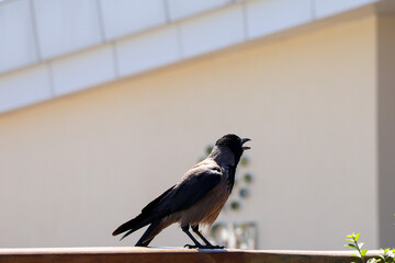 The House Crow or The Indian Grey-necked