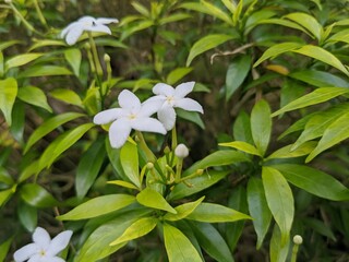 Fototapeta premium Tabernaemontana divaricata Flower 