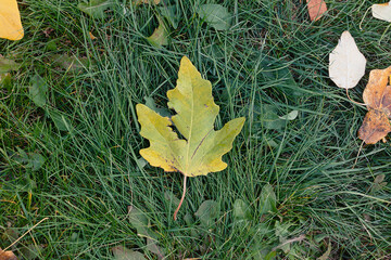 Falling leaves on the green grass. The first autumn falling leaves close-up