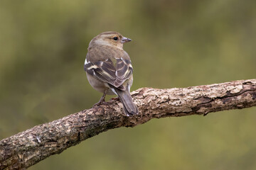 A beautiful female chaffinch is sitting on a branch looking to the right into a natural out of focus background which is perfect for text copy space
