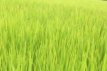 rice field and green grass pattern background