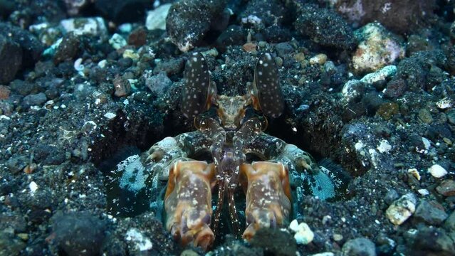 Red Mantis Shrimp - Lysiosquillina lisa hiding in a hole. Underwater macro world of Tulamben, Bali, Indonesia. 4k video. 