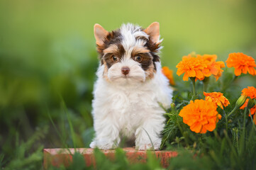 adorable biro yorkshire terrier puppy posing outdoors with flowers