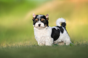 beautiful biewer terrier puppy standing outdoors in summer
