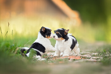 Naklejka na ściany i meble two curious small puppies sniffing each other outdoors in summer