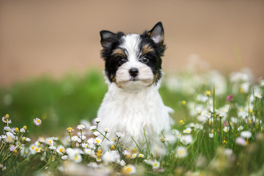biewer yorkshire terrier puppy sitting on grass with bellis flowers in summer