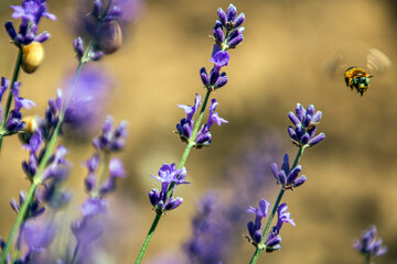Obraz na płótnie Canvas A bee flies next to a beautiful blooming lavender 