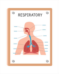 Human respiratory system poster clipart cartoon style, vector design. Use in hospital or clinic wall poster cartoon concept. Respiratory system diagram cartoon style. Hospital and clinic department co