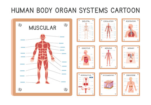 Human organ systems diagram poster clipart cartoon style vector set. Muscular, skeletal, circulatory, respiratory, digestive, urinary, endocrine, nervous, integumentary, reproductive system hand drawn