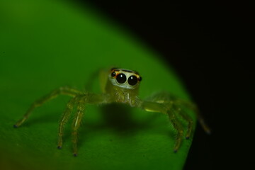 spider on a leaf-  macro photography @ Galle, Sri Lanka