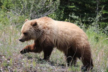brown bear in the woods, Nordegg, Alberta