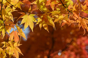 河口湖畔のモミジの紅葉