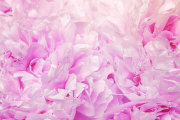 Beautiful view of purple pink peonies close up lit by sunlight, sun glare. Natural trend color gradient top view beauty nature aesthetic background. Natural petals floral pattern, selective