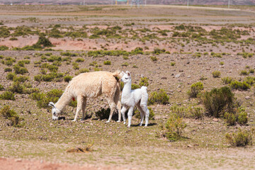 Fototapeta premium Alpakas und Lamas in der Wüste am Tag