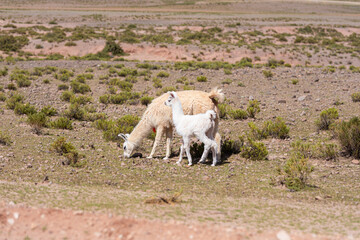 Fototapeta premium Alpakas und Lamas in der Wüste am Tag