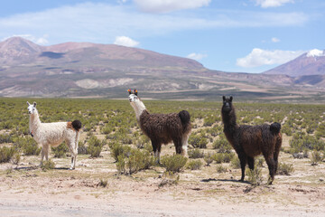 Alpakas und Lamas in der Wüste am Tag