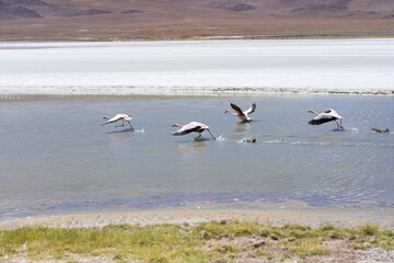 Flamingos in einer Lagune in der Salar de Uyuni in Bolivien