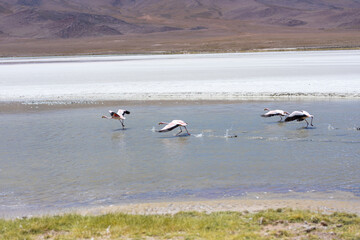 Flamingos in einer Lagune in der Salar de Uyuni in Bolivien