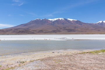 Flamingos in einer Lagune in der Salar de Uyuni in Bolivien
