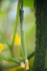young cucumber growing in garden. The growth and blooming of cucumbers.