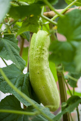 Cucumber growing in garden. The growth and blooming of cucumbers.