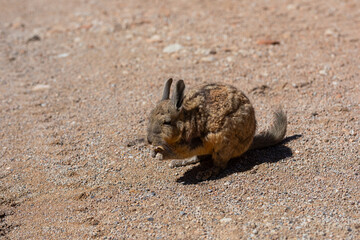 Viscachas  in der Salar de Uyuni in Bolivien