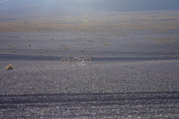 Vikunjas in der Salar de Uyuni am Tag