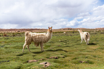 Alpakas und Lamas auf einer Wiese in Bolivien