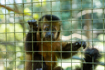 Affe im Käfig vor Gitter im Zoo