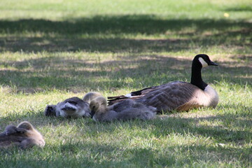 country goose family