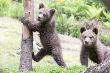 funny and cute brown bear cubs playing next to a tree