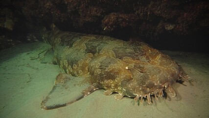 Obraz premium Wobbegong