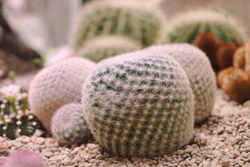 White Cactus Plant or Call mammillaria huitzilopochtli   cactaceae in the cactus family at Botanical Gardens - Bangkok Thailand