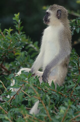 Obraz premium Vervet monkey