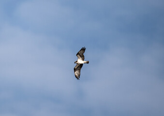 bird of prey - osprey - flew to the lake to hunt for fish